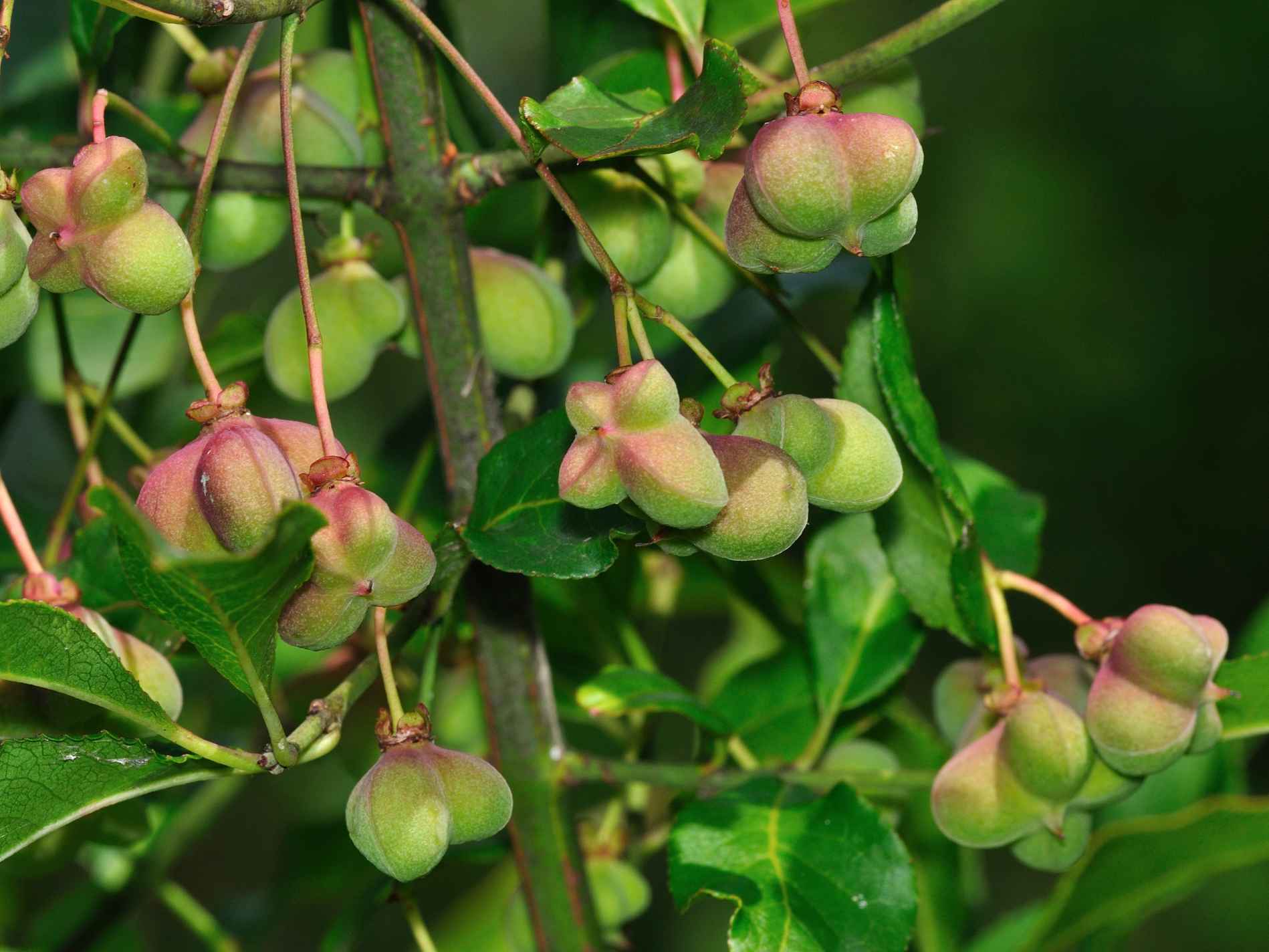 ID Pianta n.2: : Euonymus europaeus